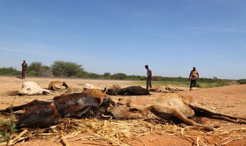 Carcasses of livestock scatter the drought-ridden landscape in Garissa County, Kenya.