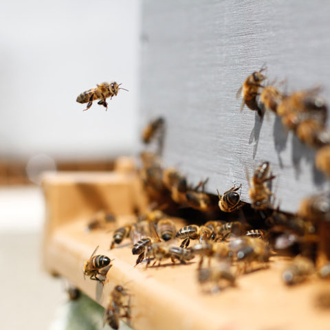 Beehive