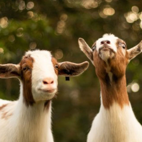 Breeding pair of goats
