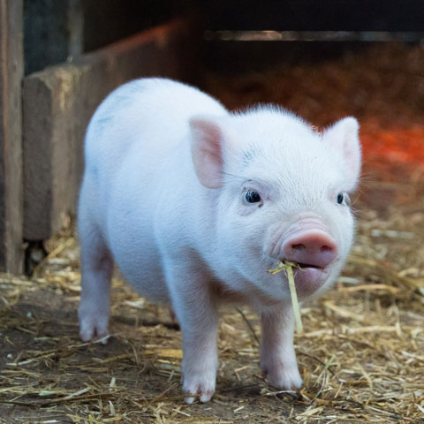 Piglet