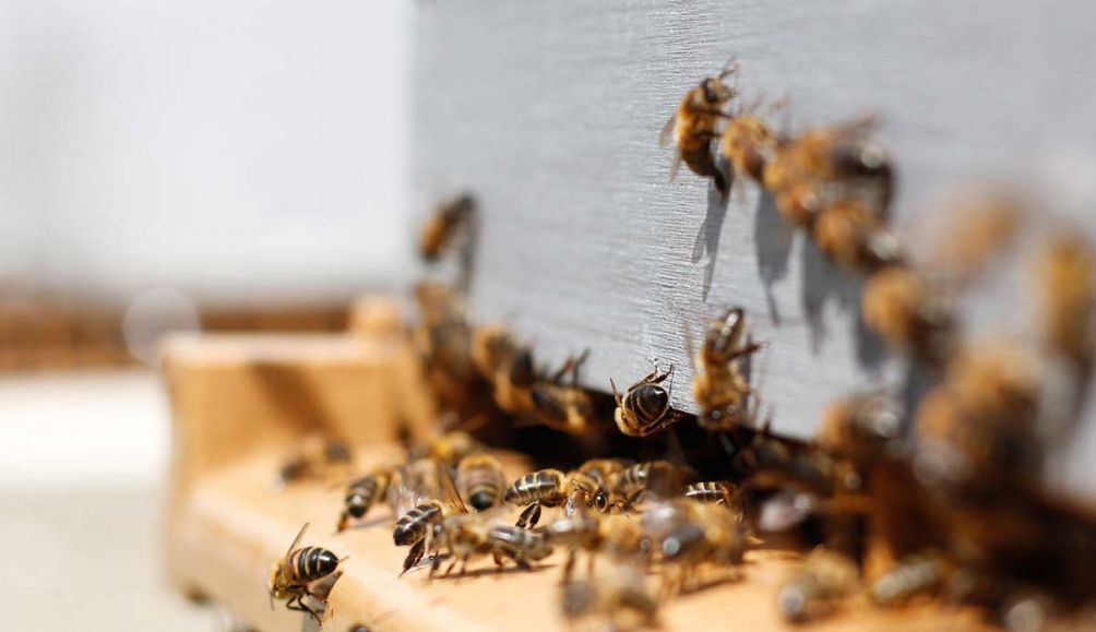 Sweeter than chocolate: our beekeeping kit gift is the perfect choice to celebrate Easter.