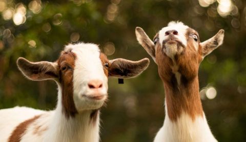 Gifts in action breeding pair of goats