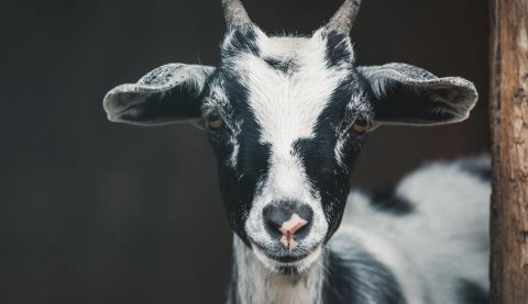 Your goat gift will help a farming family in Burundi - and it makes a great present for a loved one.