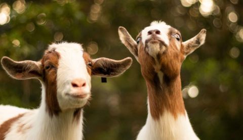 Gifts in Action goats