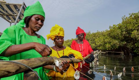 Amy (in yellow), with the local women's group, who farm oysters and lead climate adaptation on Djirnda Island. 
