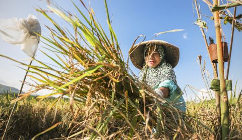 Woman collecting her crops