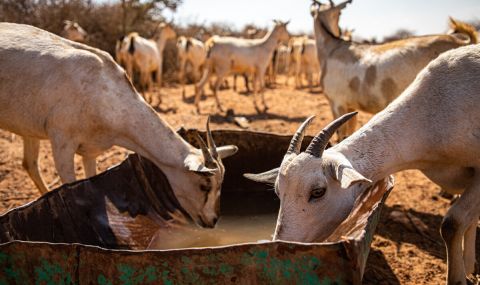 Farming families in Somaliland are losing their livestock to the record-breaking drought.