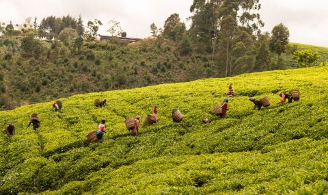 Tea-pickers in Kenya. ActionAid