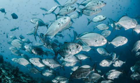 Overfishing and climate change are affecting the number and type of fish in the ocean.