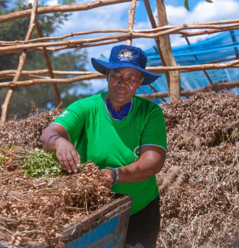 Zimbabwe food crisis