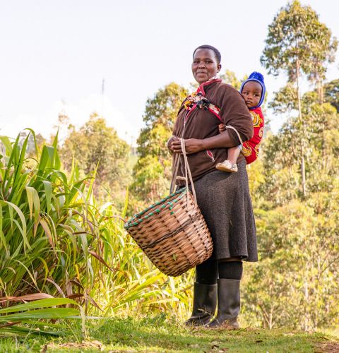 Zera* is a 39-year-old mother of three who works as an informal tea picker at several farms in Meru county