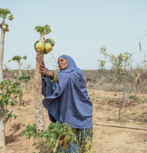 Habiba is a farmer in the Maroodi Jeex Region of Somaliland. She has experienced extreme losses since the climate change induced drought in 2022. Credit: Khadija Farah/ActionAid