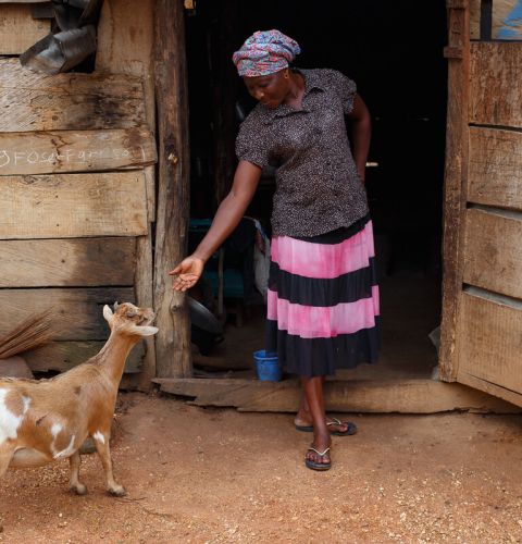 Woman playing with goat