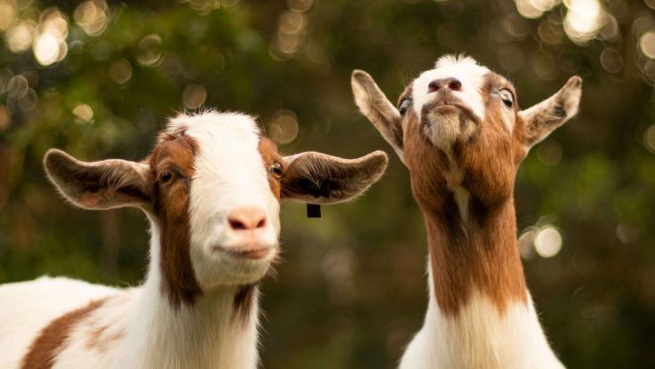 Gifts in action breeding pair of goats