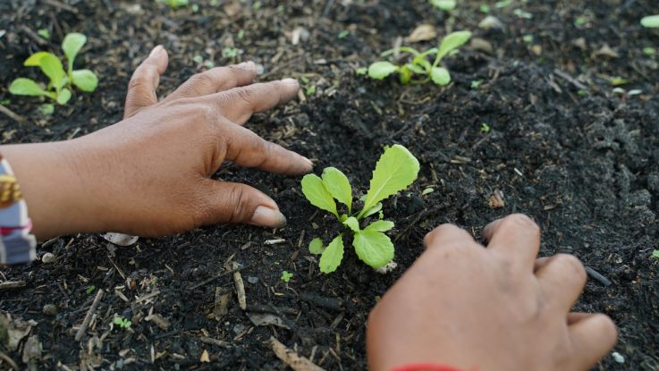 Gifts in action seed kit