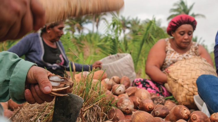 Coconut farmers AM