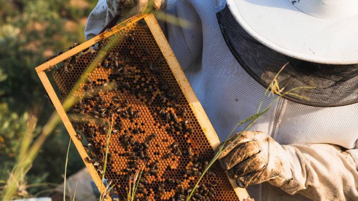 Beekeeping kit