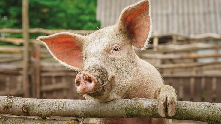 A Pig for Progress