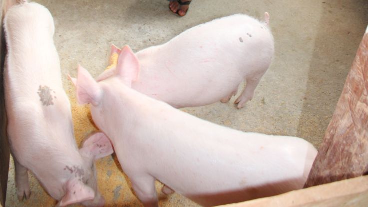 GIA, The little pig that can 2026