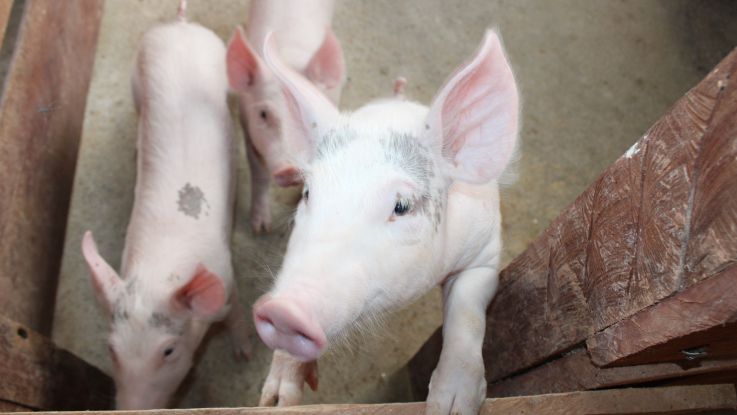 GIA, A Pig for Progress 2026
