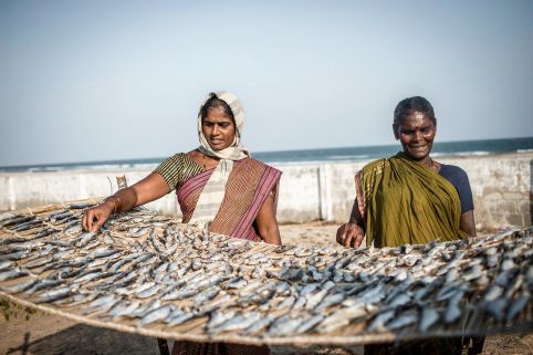 Food security and sustainable livelihoods